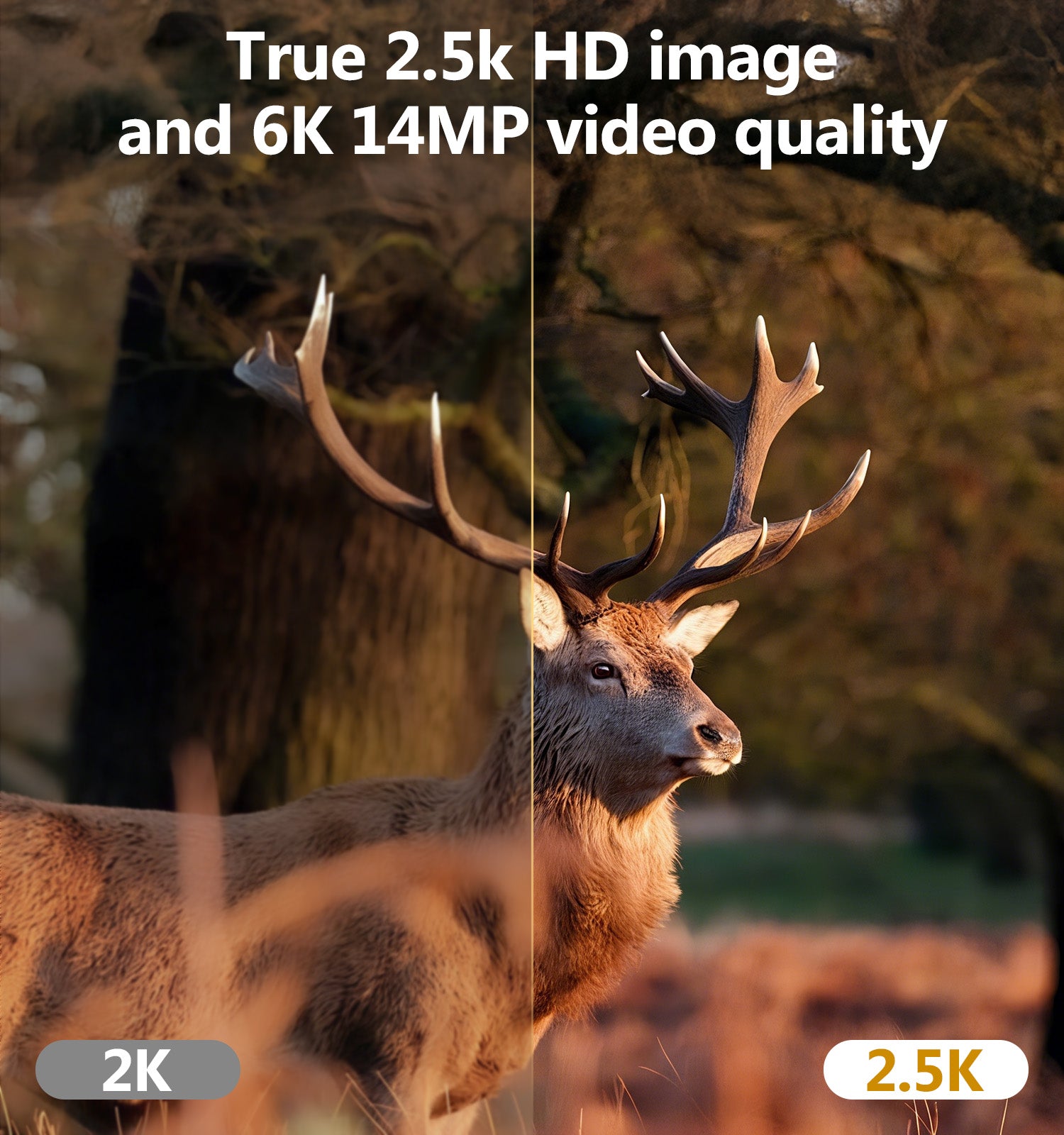 Trail Camera