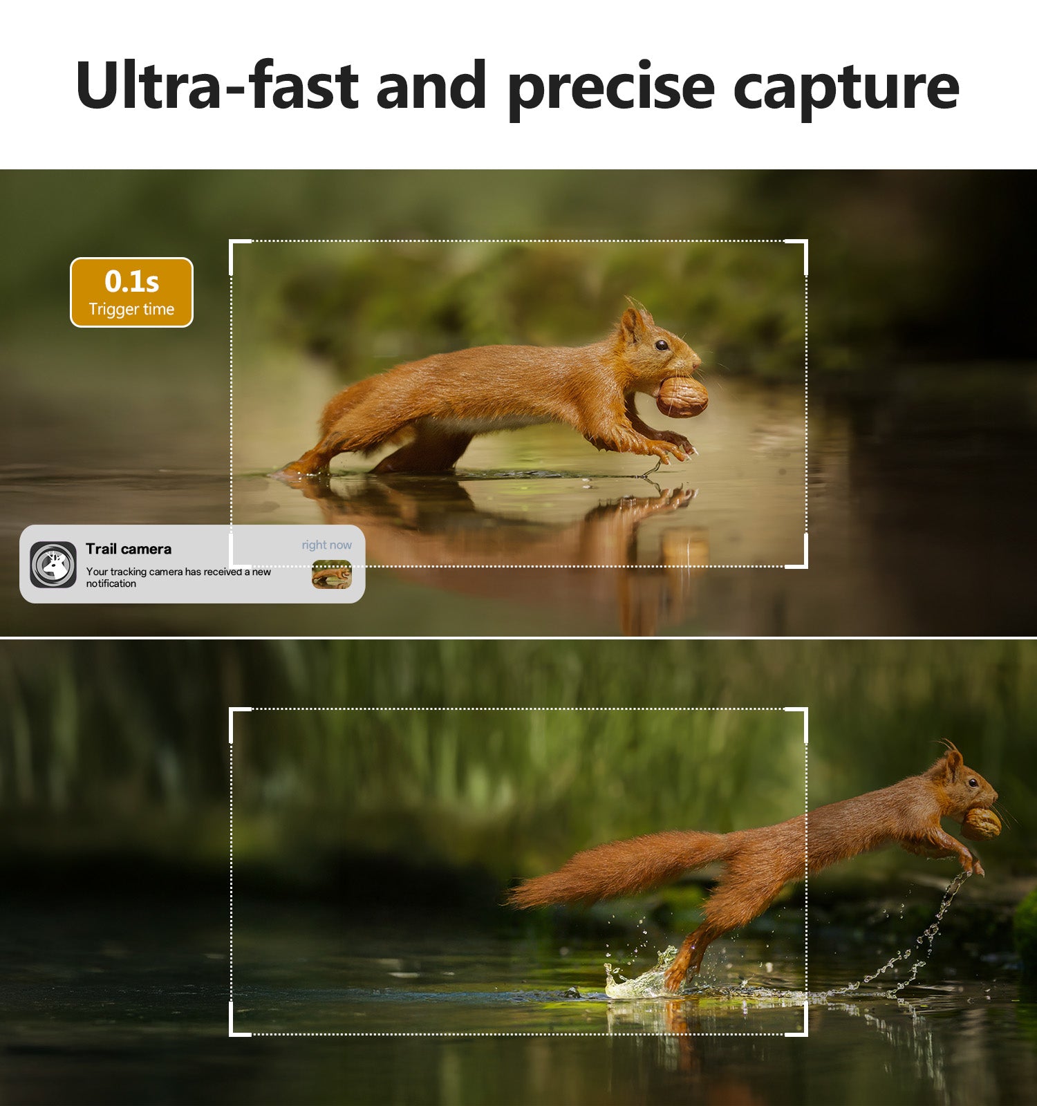 Trail Camera